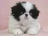狆(ちん)の子犬販売ページ