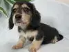 ダックスフンドの子犬販売ページ