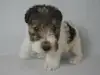 ワイアー・フォックス・テリアの子犬販売ページ