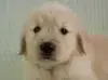 ゴールデン・レトリーバーの子犬販売ページ