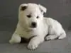 紀州犬の子犬販売ページ