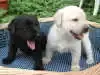 ラブラドール・レトリーバーの子犬販売ページ