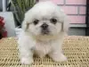 ペキニーズの子犬販売ページ