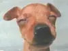 ミニチュア・ピンシャーの子犬販売ページ