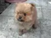ポメラニアンの子犬販売ページ