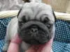 パグの子犬販売ページ