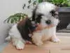シー・ズーの子犬販売ページ