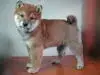 柴犬の子犬販売ページ