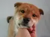 四国犬の子犬販売ページ