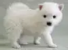 日本スピッツの子犬販売ページ