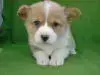 ウェルシュ・コーギー・ペンブロークの子犬販売ページ