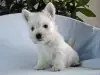 ウエスト・ハイランド・ホワイト・テリアの子犬販売ページ