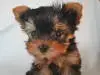 ヨークシャー・テリアの子犬販売ページ